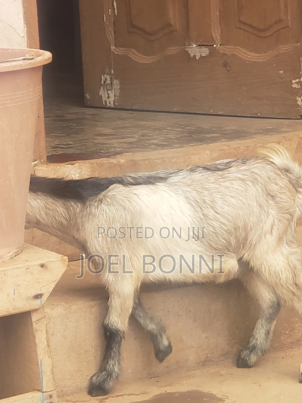 Pregnant Goat