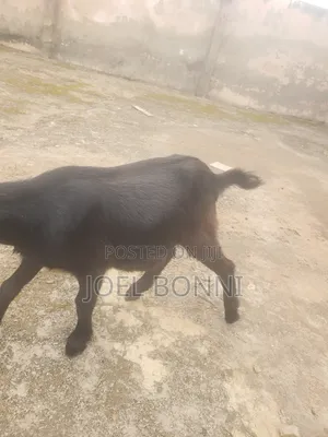 Pregnant Goat