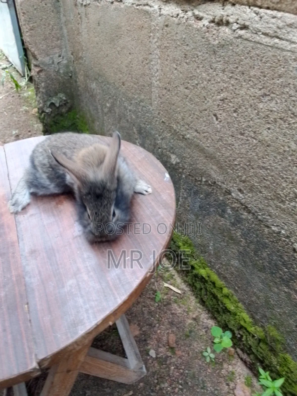 Good and Healthy Rabbit