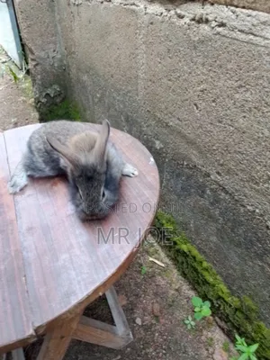 Good and Healthy Rabbit