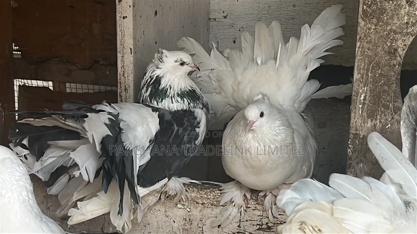 Indian Fantail and Lahore Pigeons