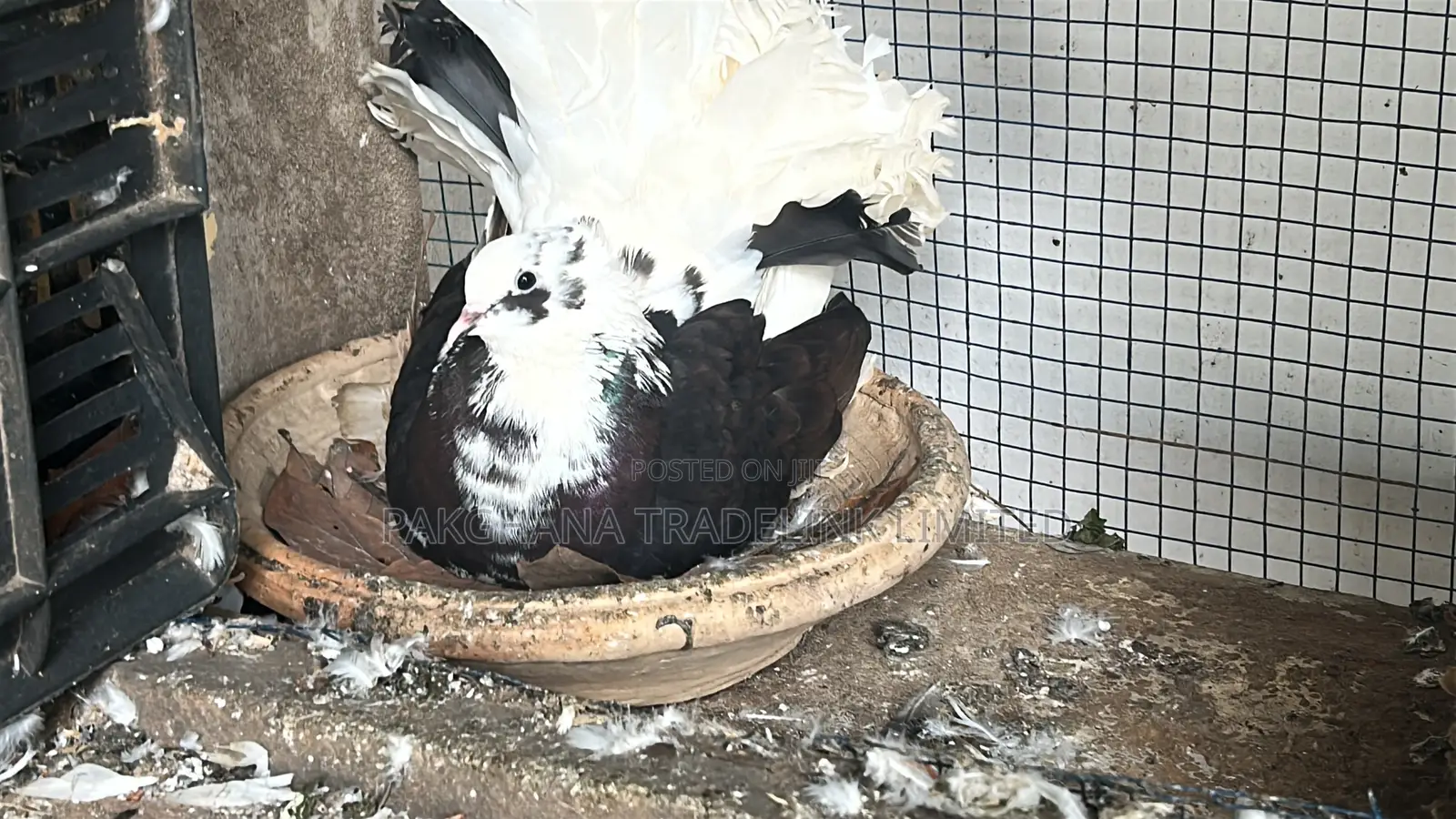 Indian Fantail and Lahore Pigeons