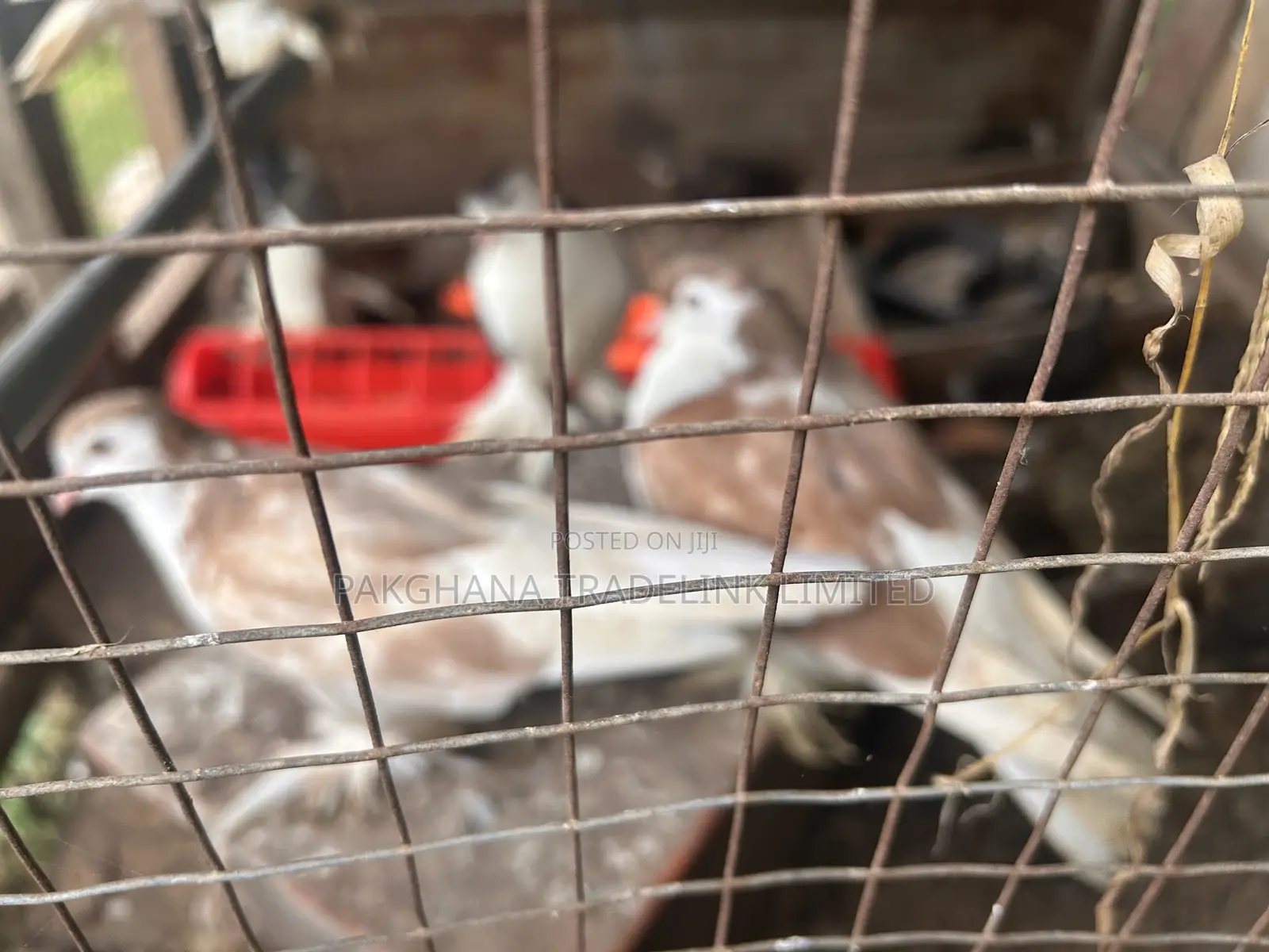 Indian Fantail and Lahore Pigeons