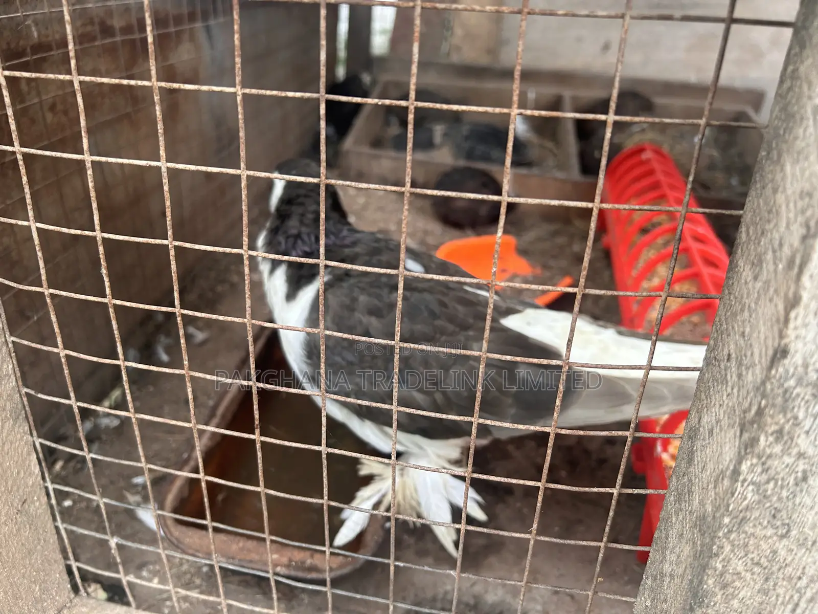Indian Fantail and Lahore Pigeons