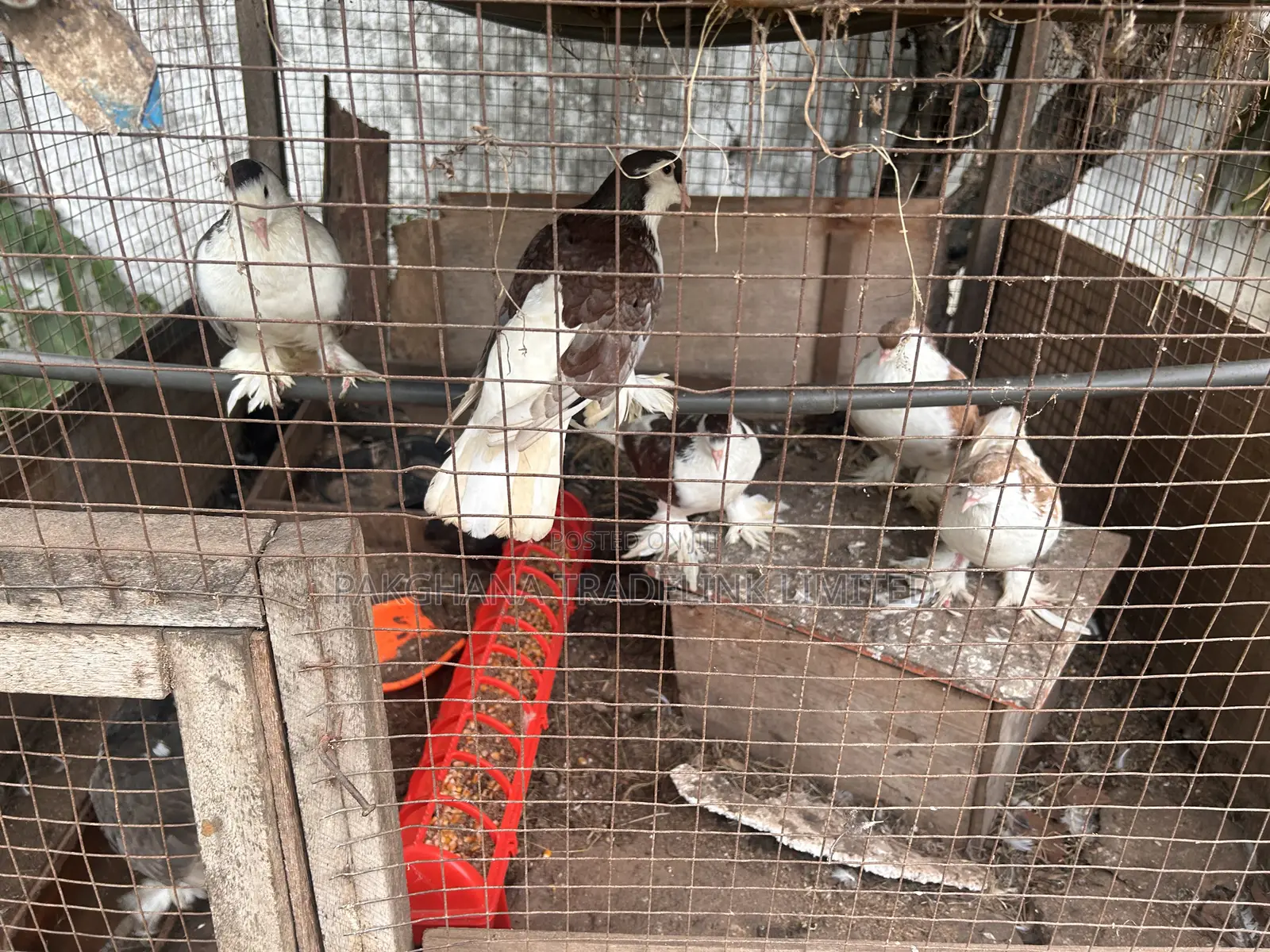 Indian Fantail and Lahore Pigeons