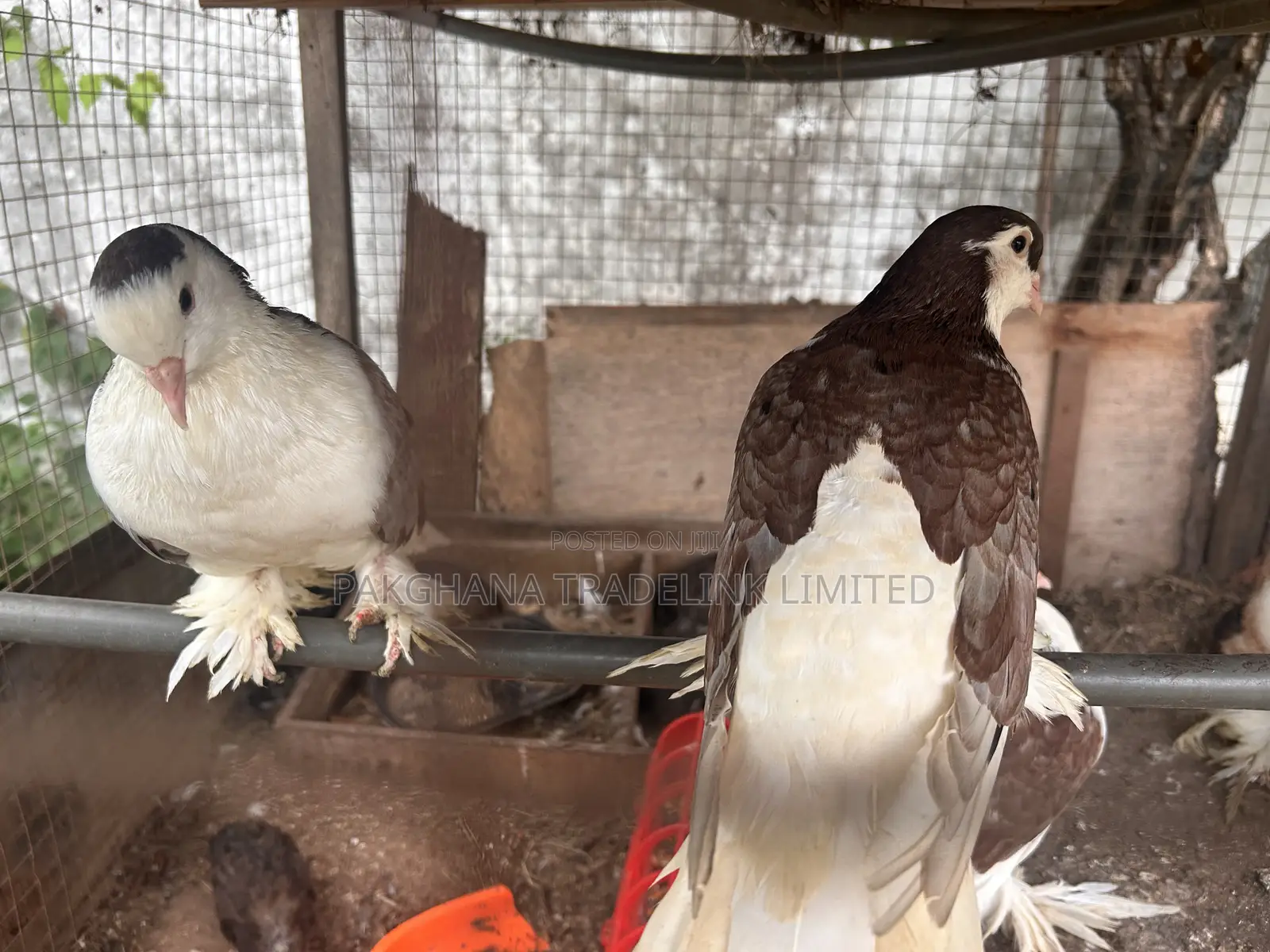 Indian Fantail and Lahore Pigeons