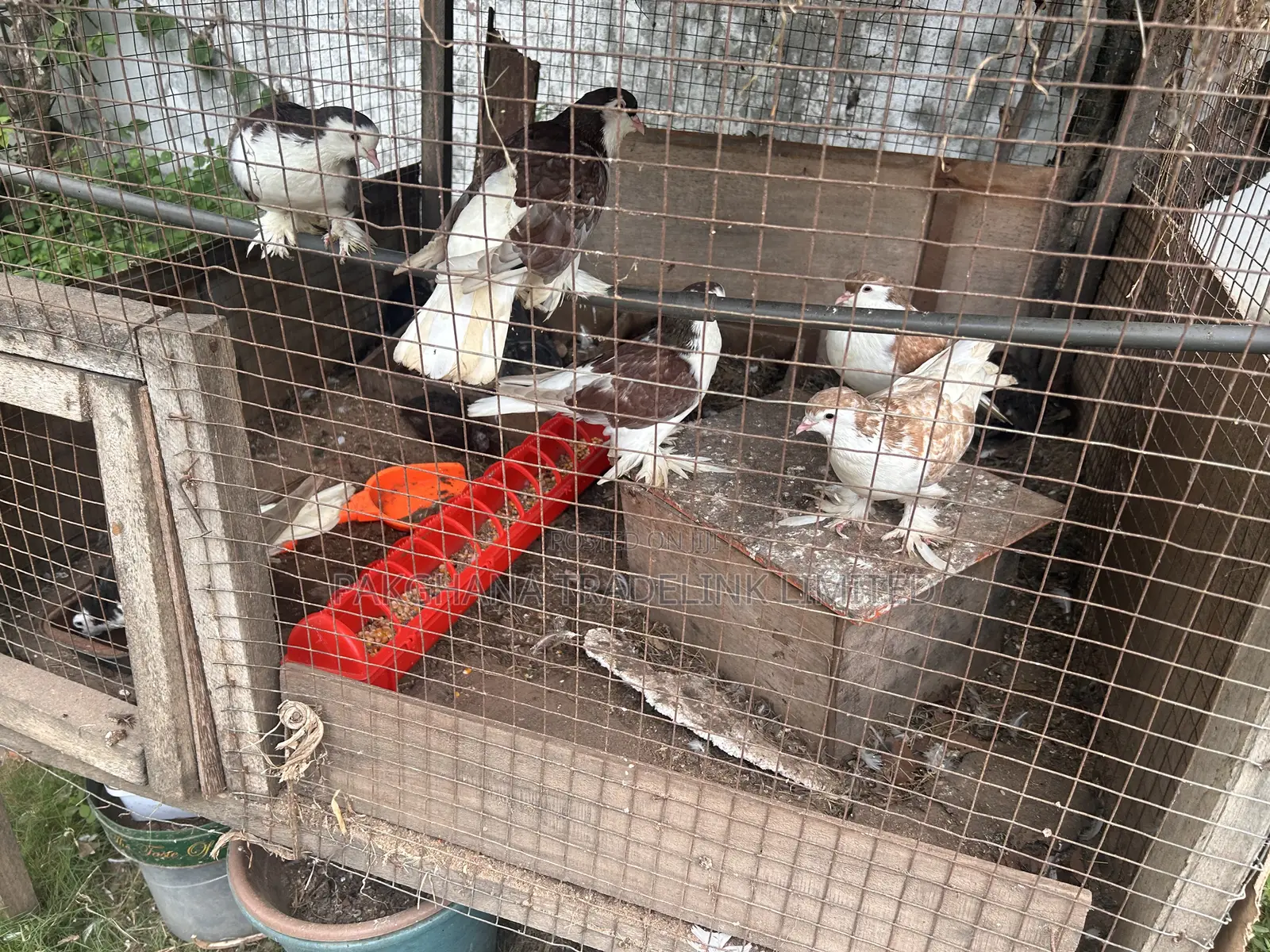 Indian Fantail and Lahore Pigeons