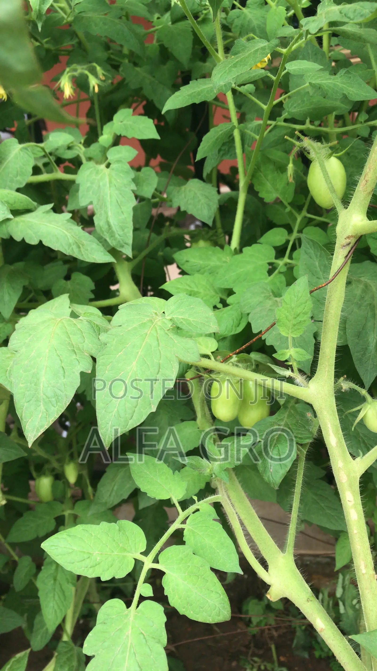 Vine Tomatoes Seedlings