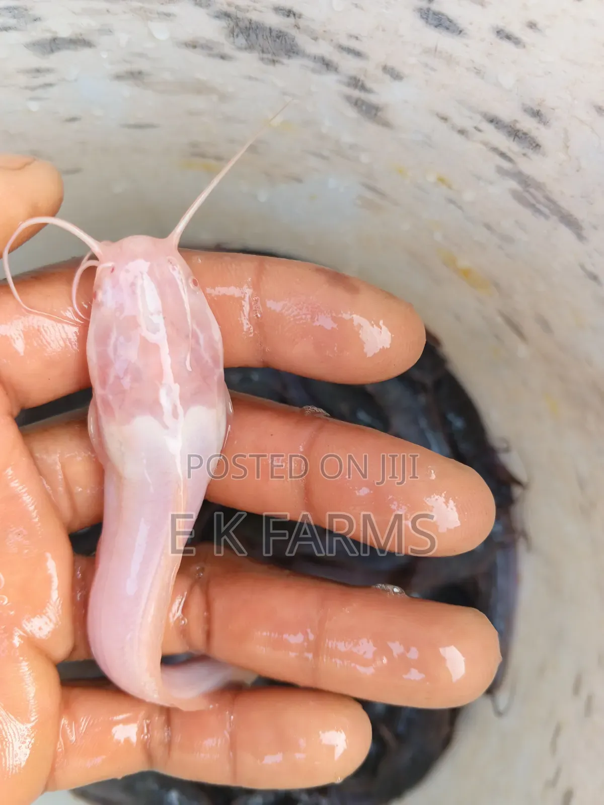 Fast Growing Catfish Juveniles, Fingerlings and Jumbo Size