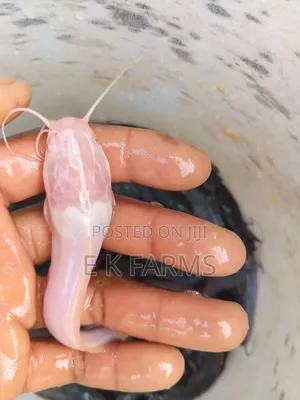 Fast Growing Catfish Juveniles, Fingerlings and Jumbo Size