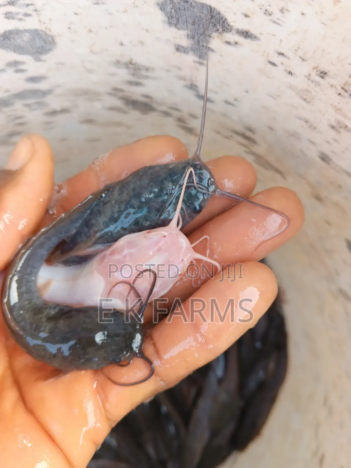 Fast Growing Catfish Juveniles, Fingerlings and Jumbo Size