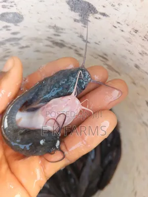 Fast Growing Catfish Juveniles, Fingerlings and Jumbo Size