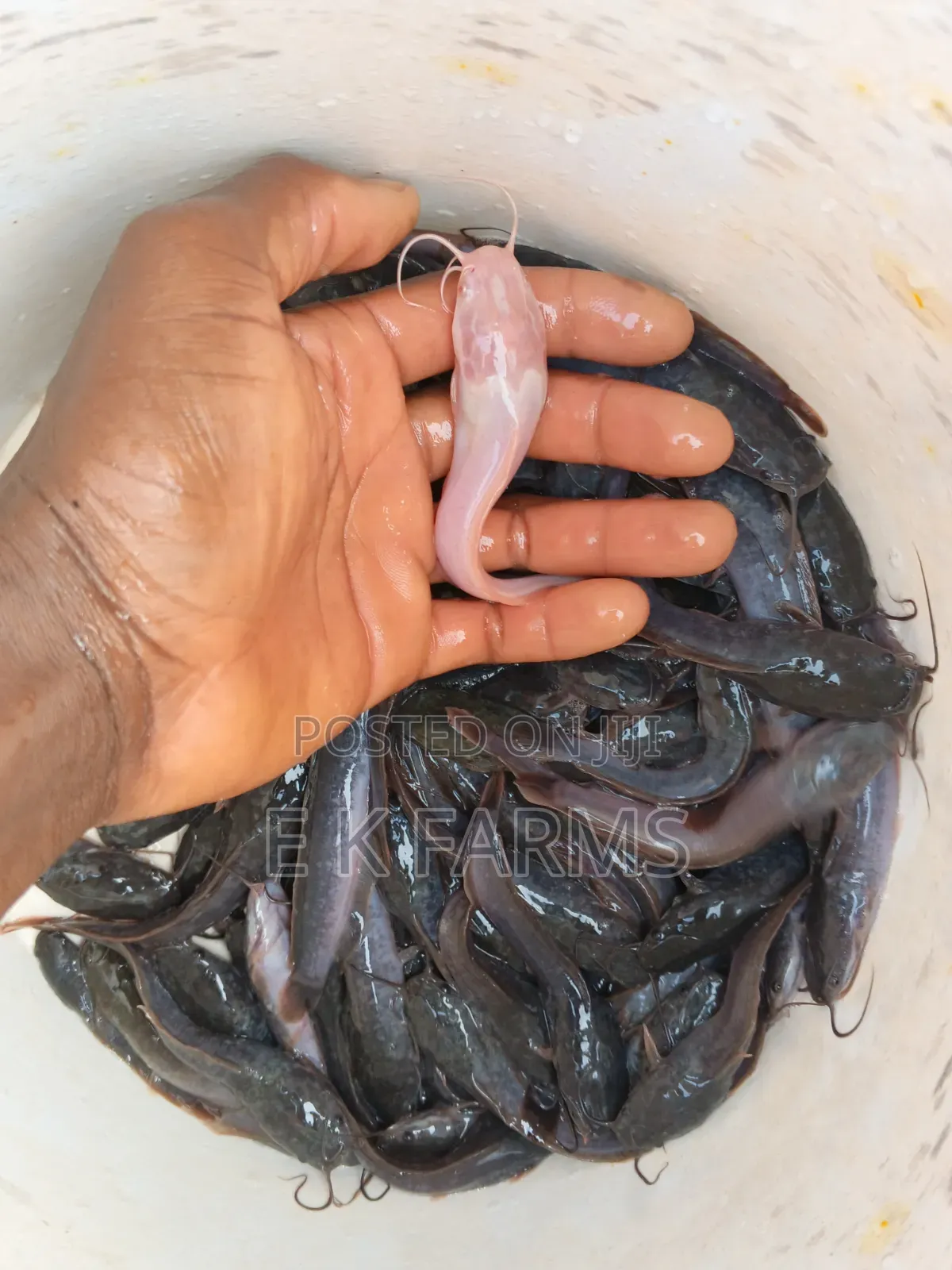 Fast Growing Catfish Juveniles, Fingerlings and Jumbo Size