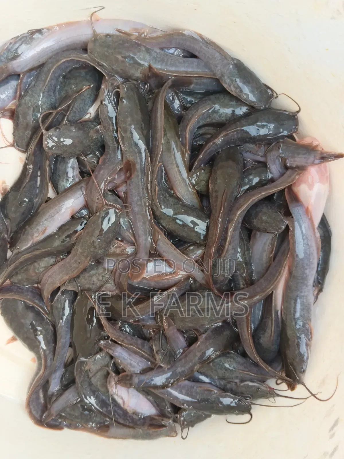 Fast Growing Catfish Juveniles, Fingerlings and Jumbo Size