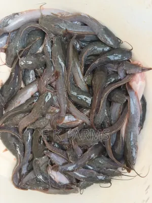 Fast Growing Catfish Juveniles, Fingerlings and Jumbo Size