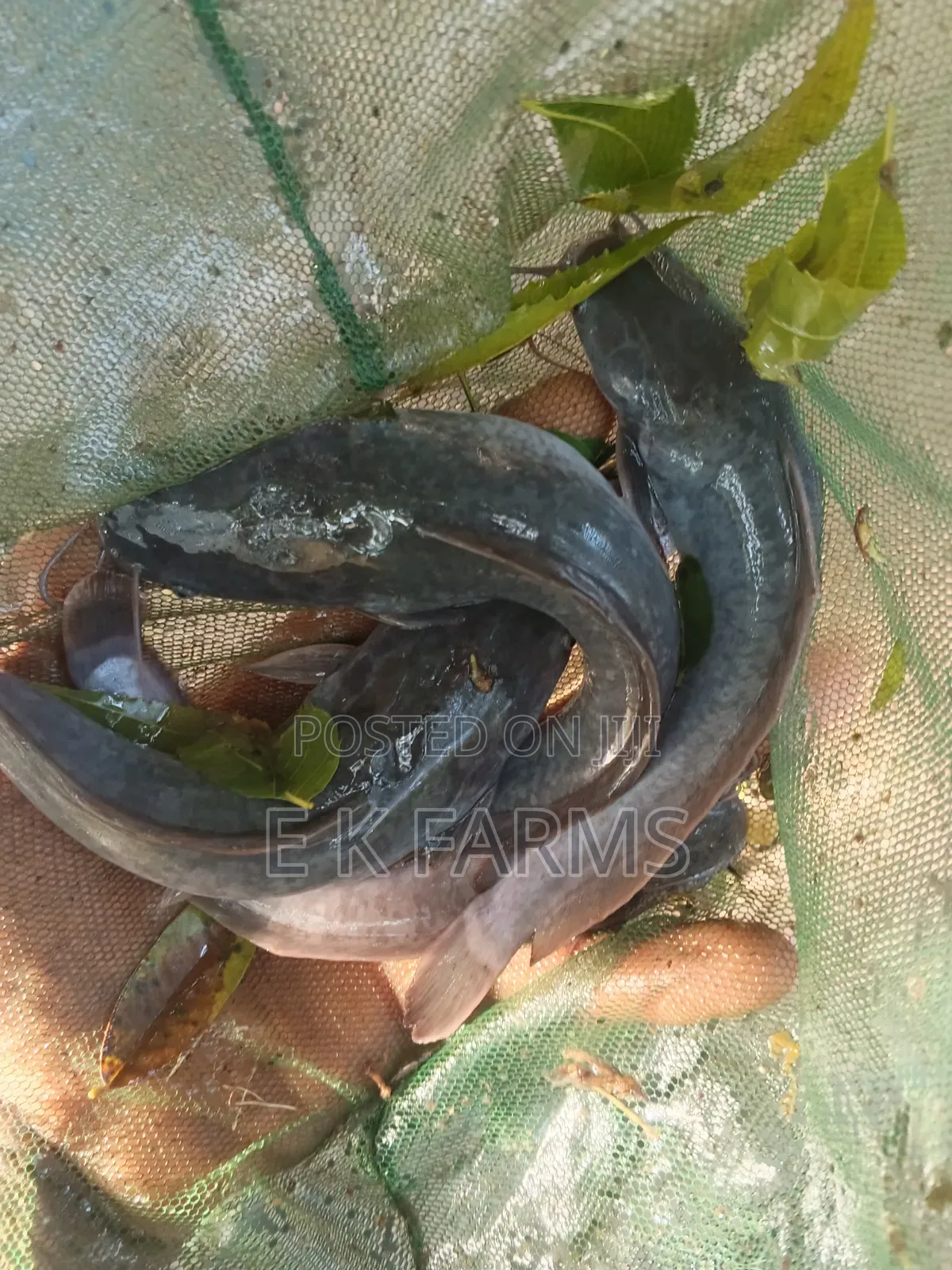 Fast Growing Catfish Juveniles, Fingerlings and Jumbo Size