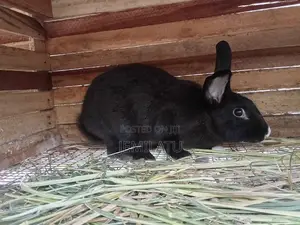 Female Rabbit Ready for Crossing