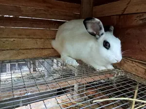 Female Rabbit Ready for Crossing
