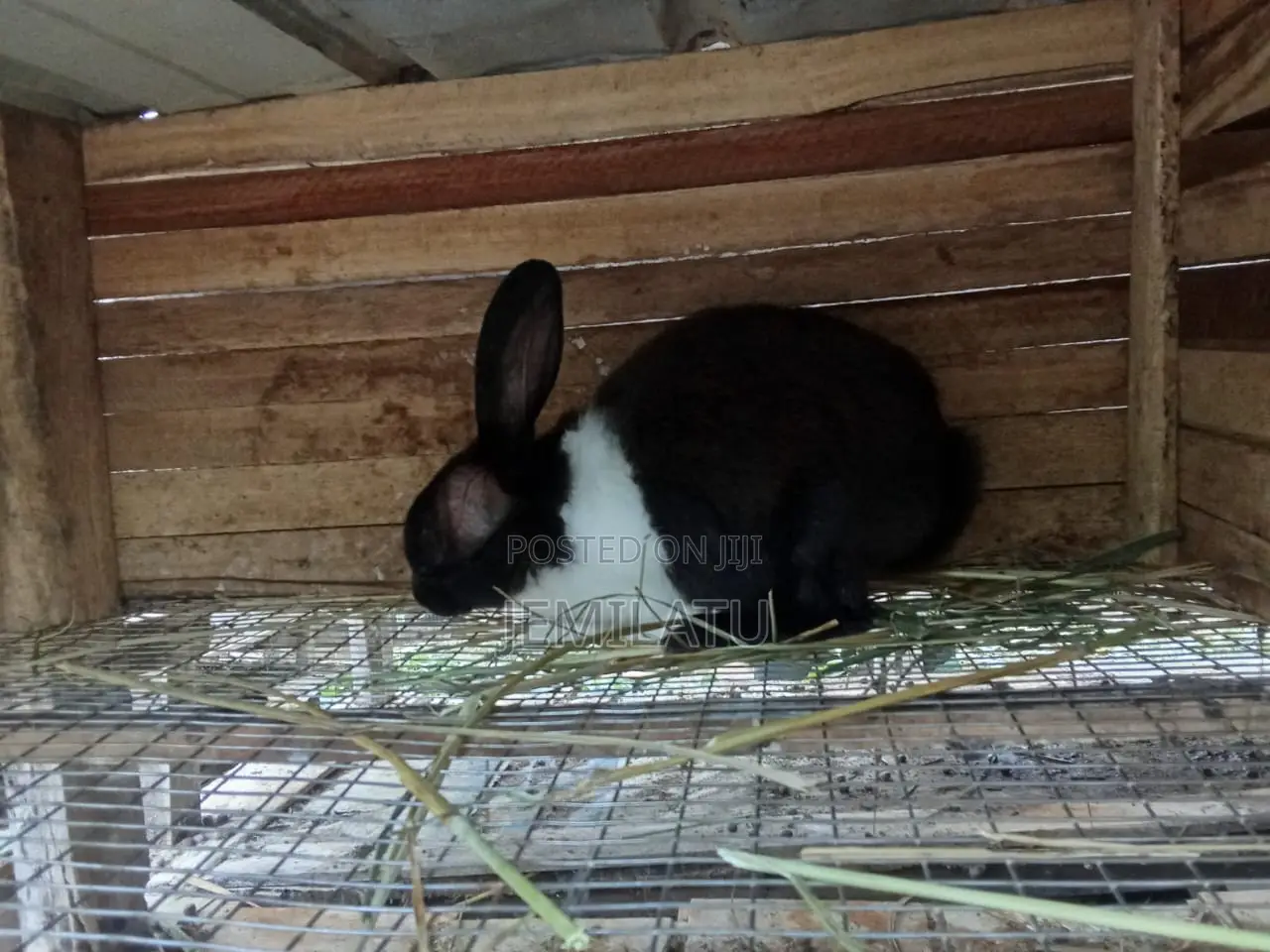 Female Rabbit Ready for Crossing