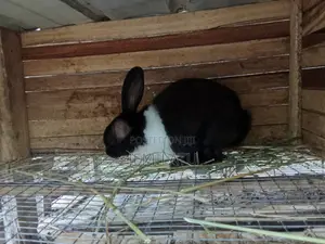 Female Rabbit Ready for Crossing
