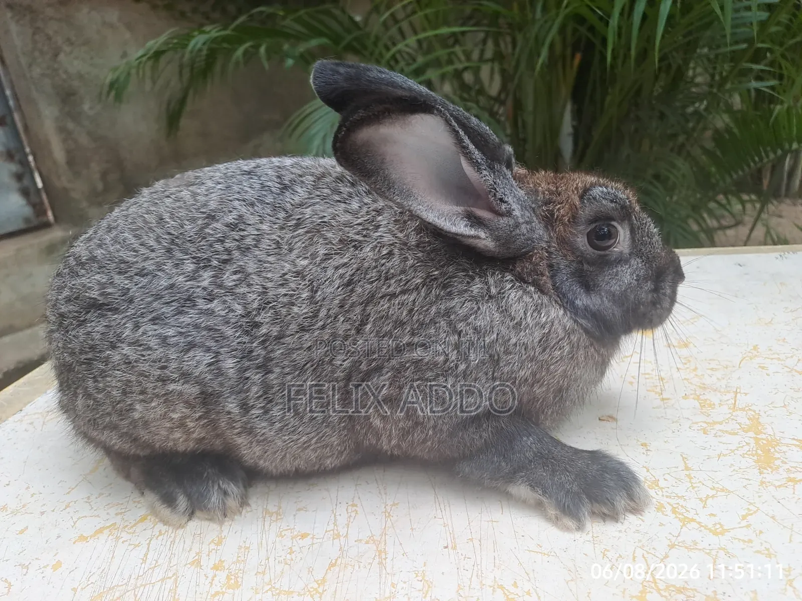 Rabbits for Sale