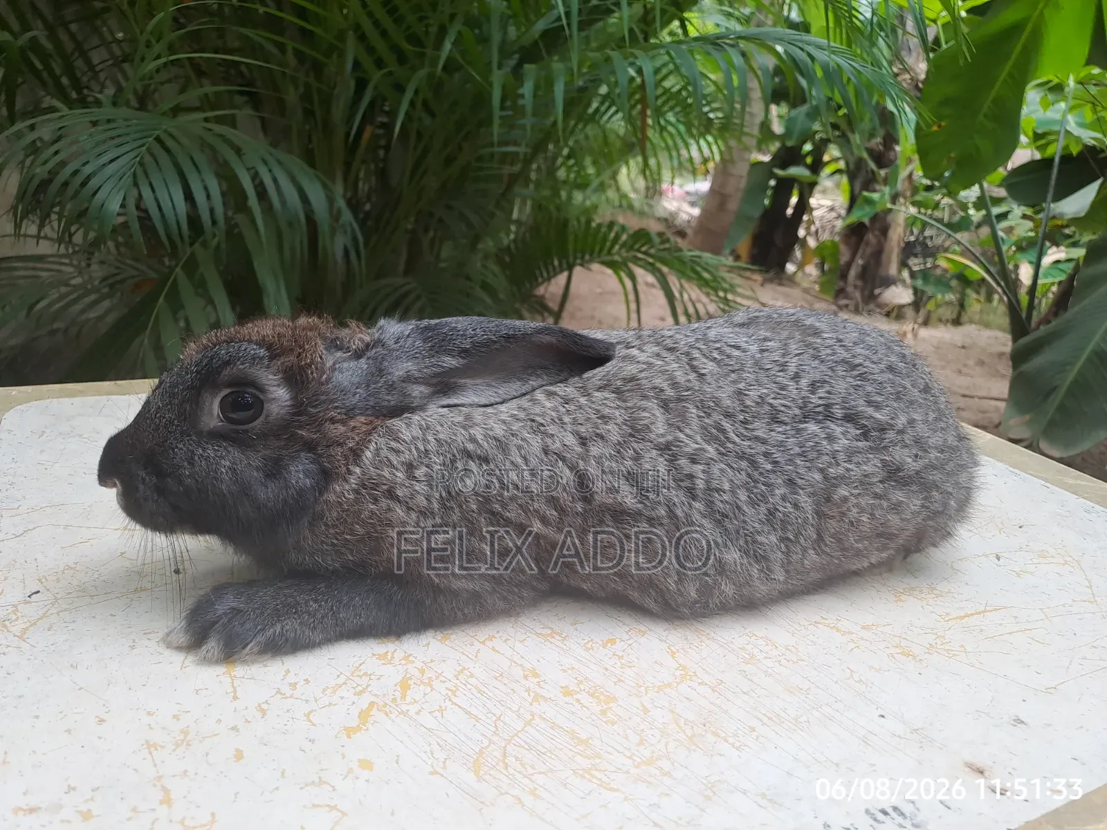 Rabbits for Sale