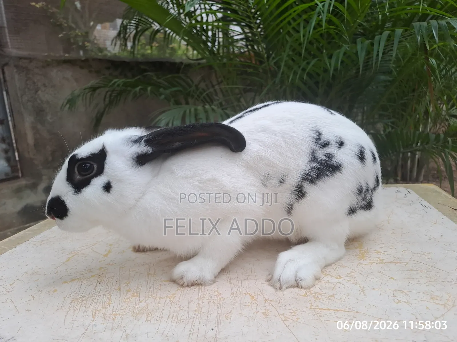 Rabbits for Sale