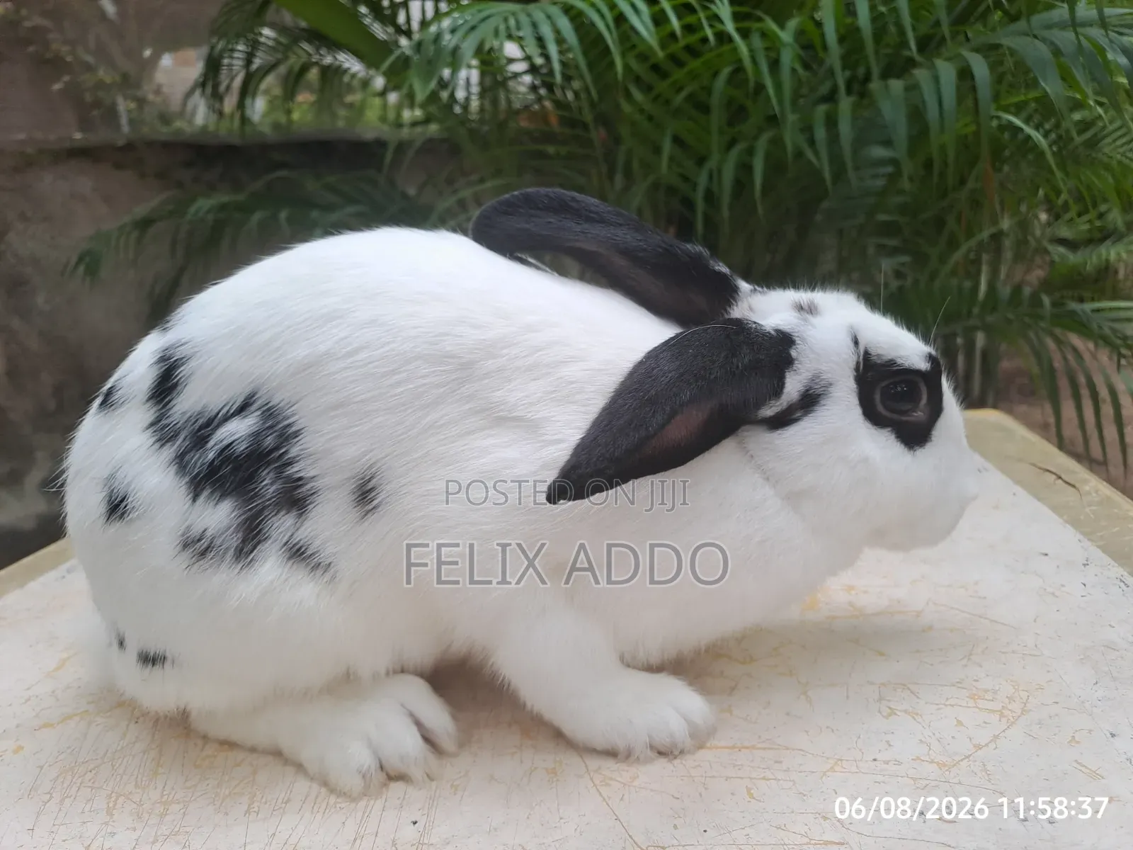 Rabbits for Sale