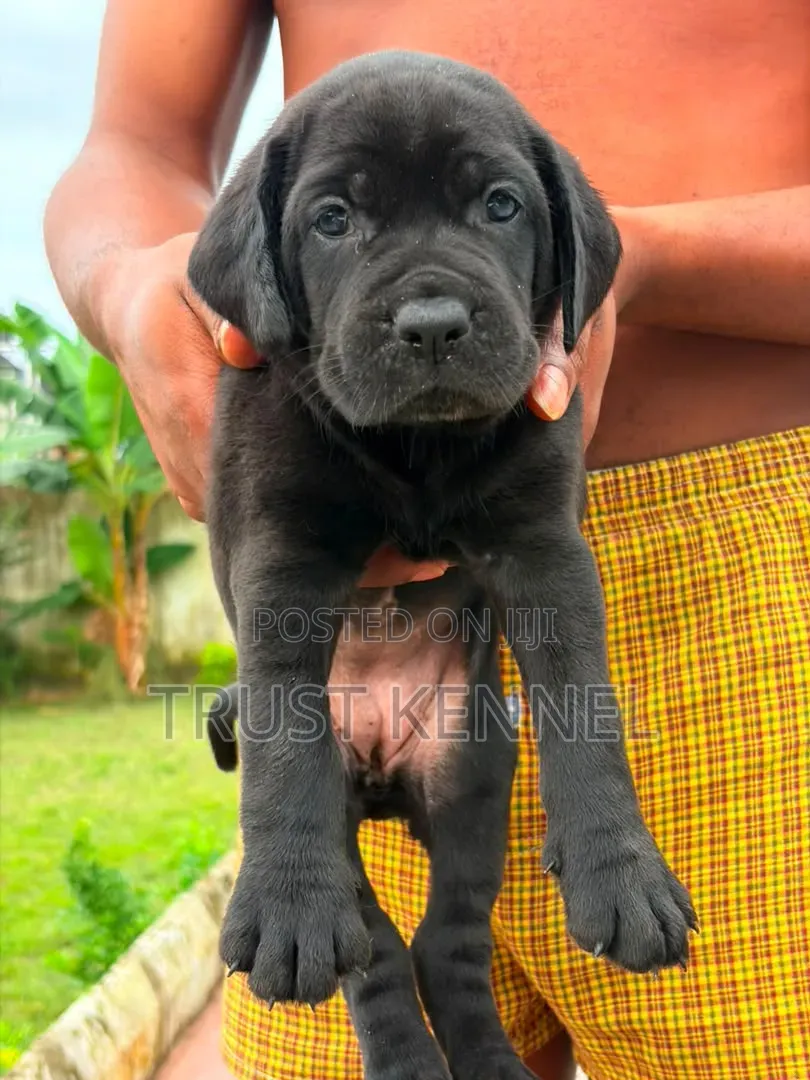 1-3 months Male Purebred Cane Corso