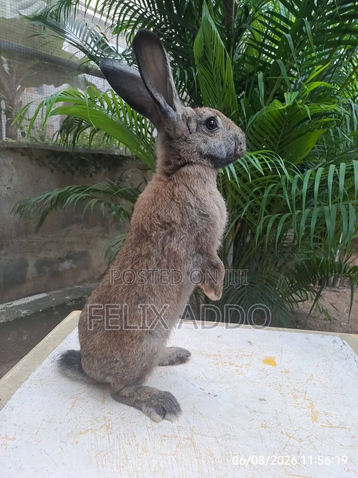Rabbits for Sale