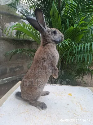 Rabbits for Sale
