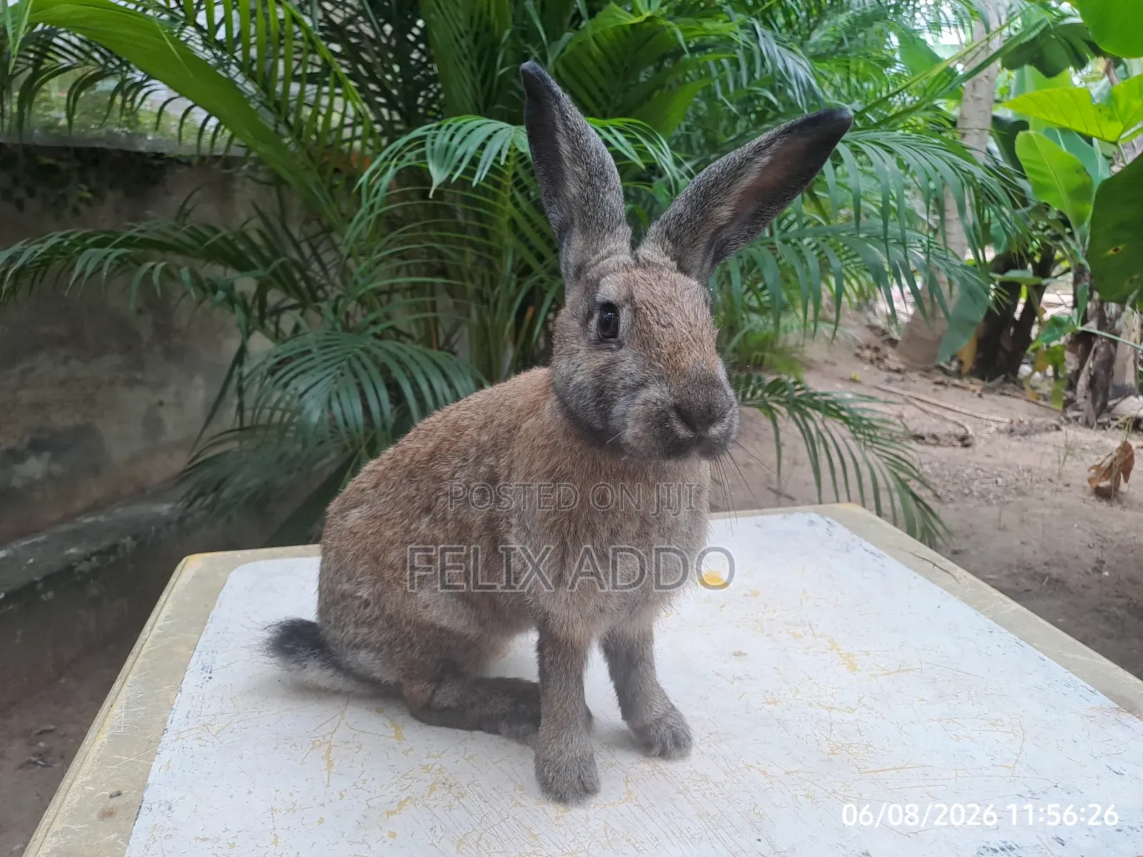 Rabbits for Sale