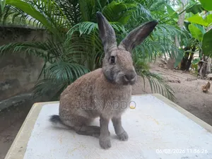 Rabbits for Sale