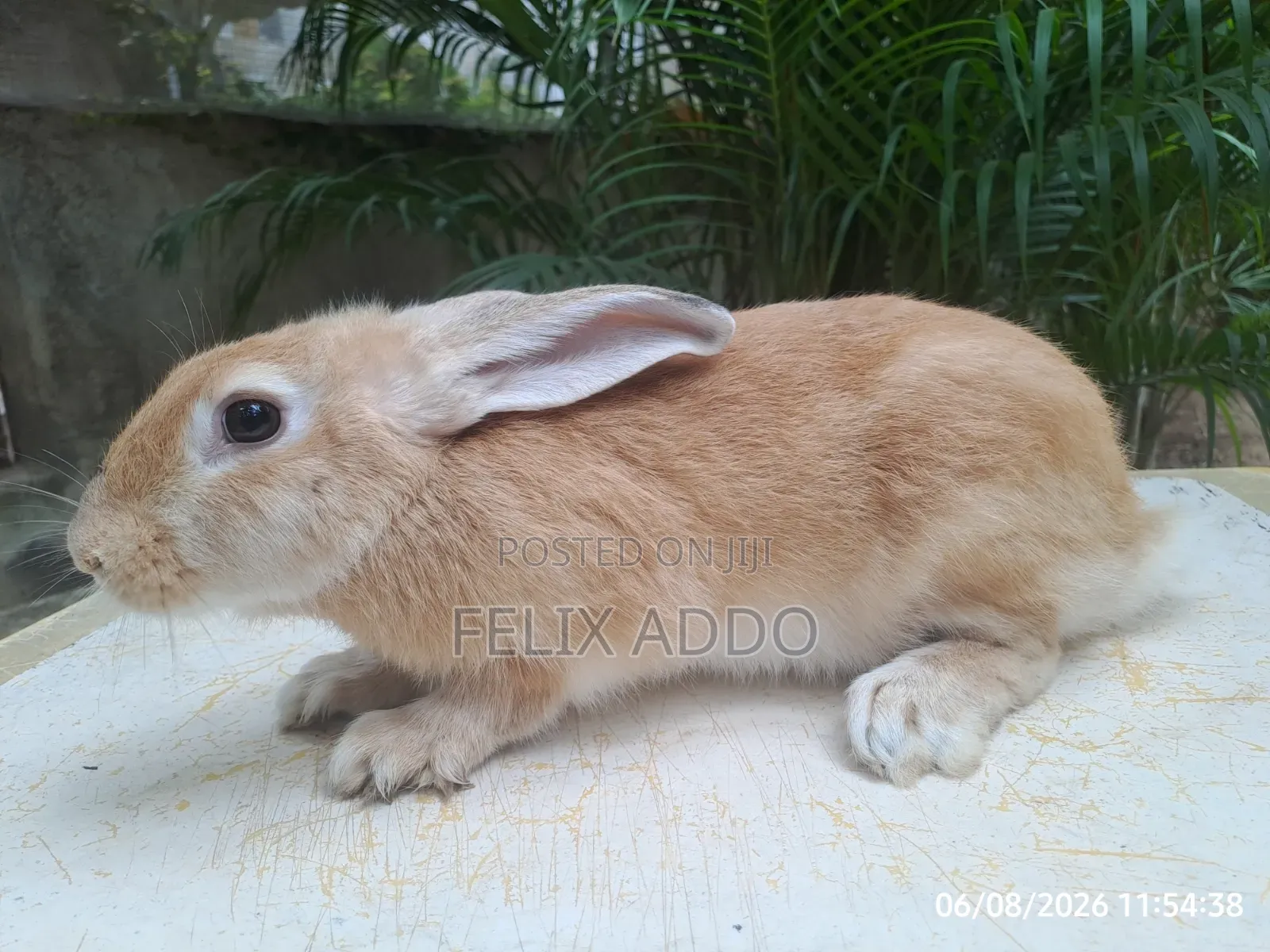 Rabbits for Sale