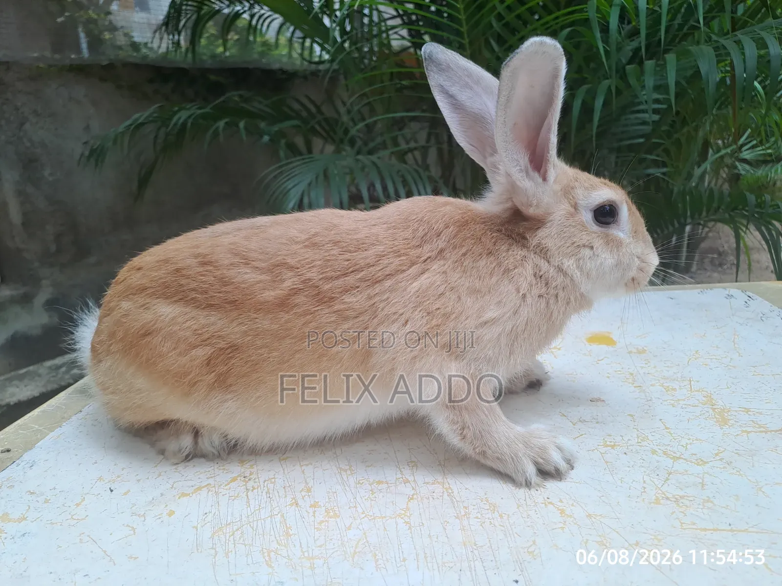 Rabbits for Sale