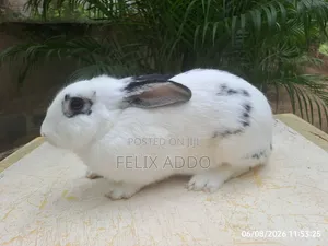 Rabbits for Sale