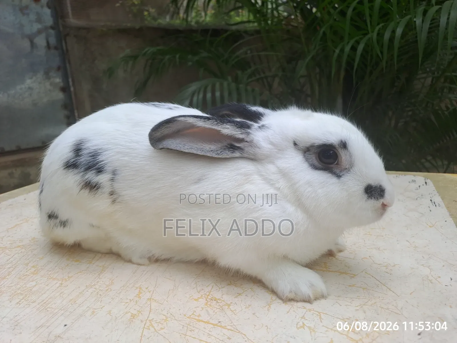 Rabbits for Sale