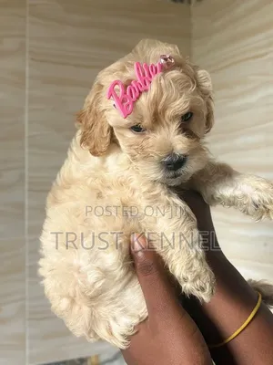 1-3 months Male Purebred Poodle