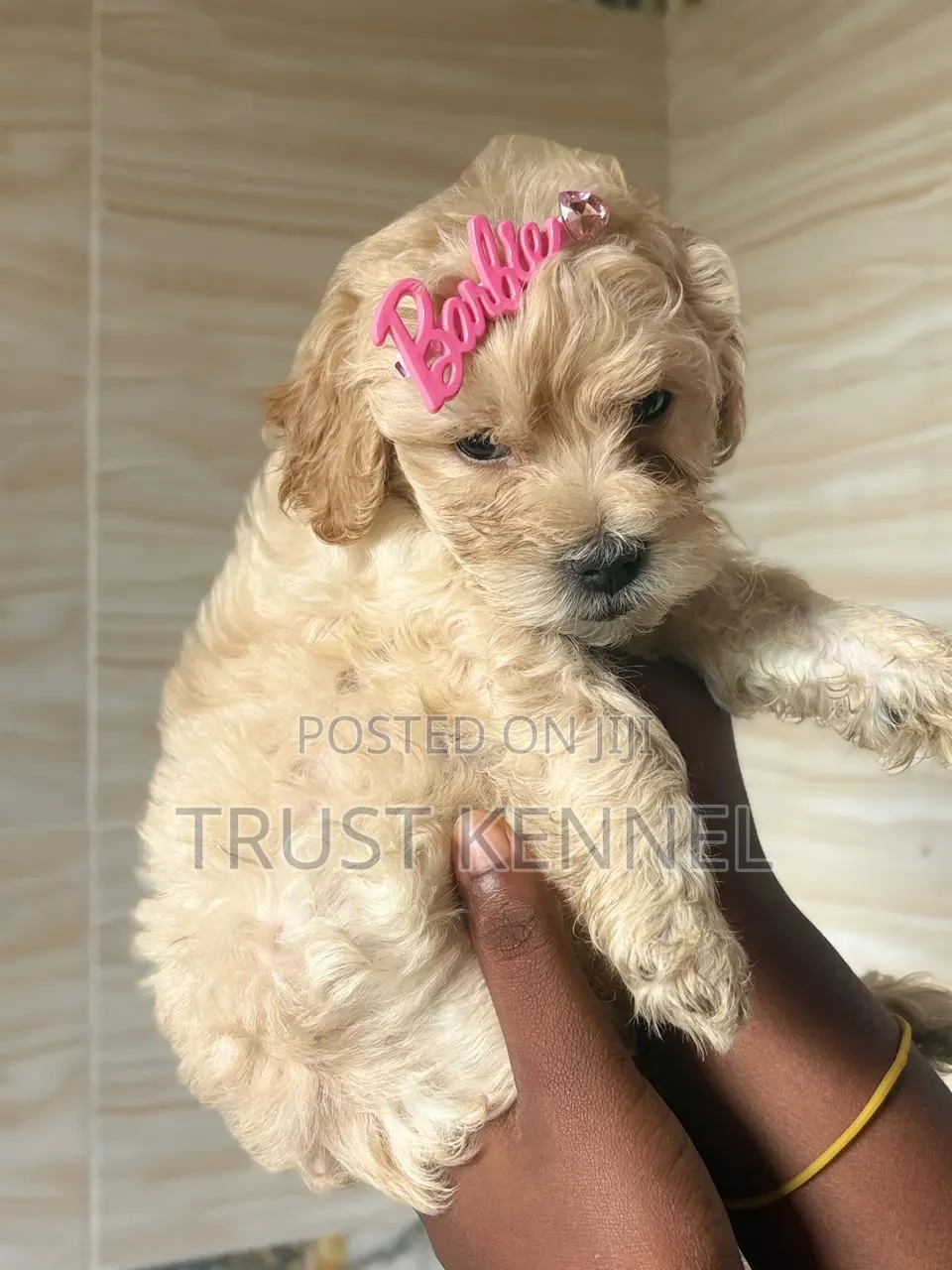 1-3 months Male Purebred Poodle