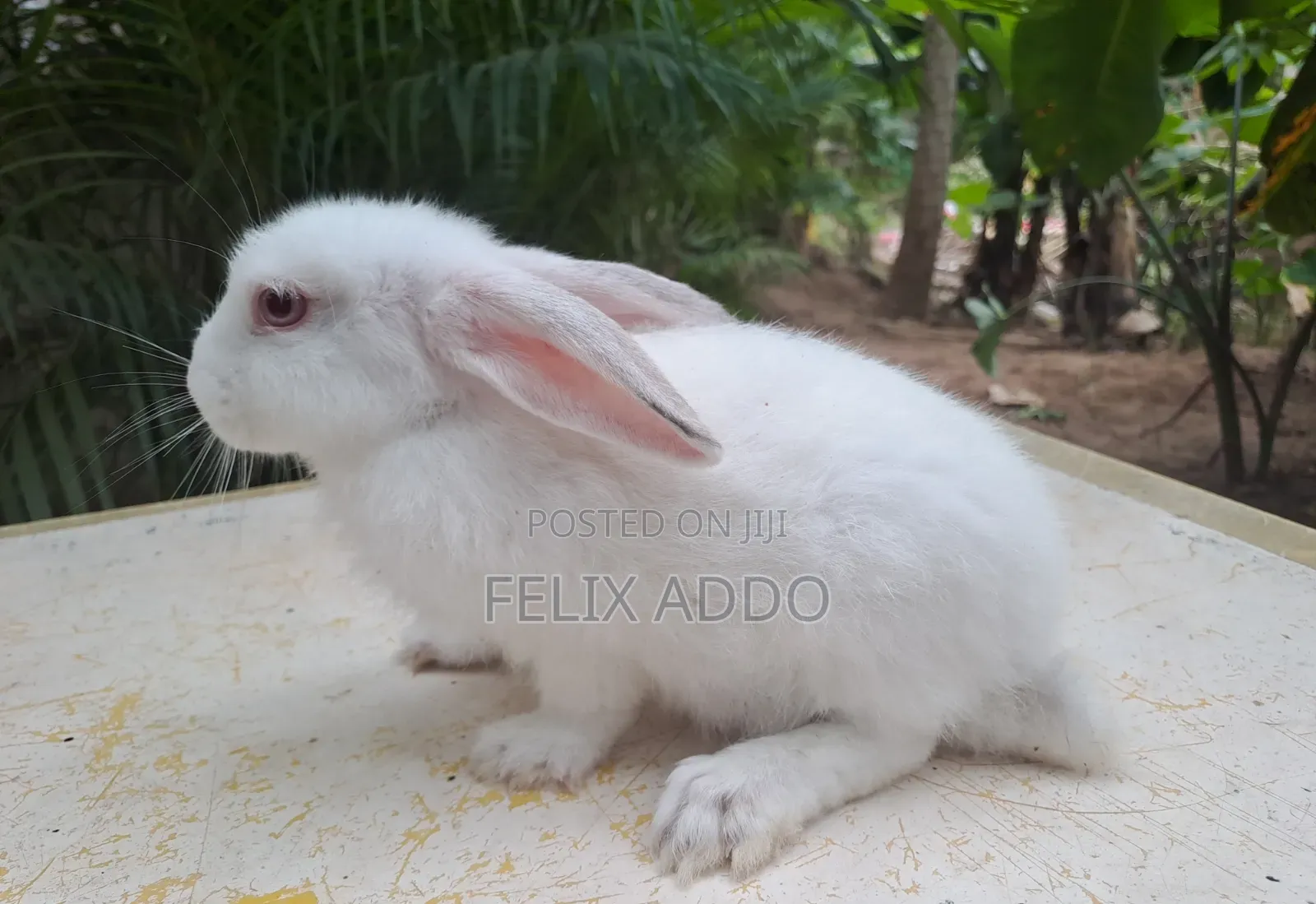 Rabbits for Sale