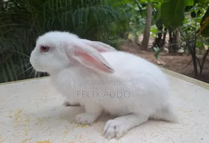 Rabbits for Sale