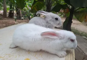 Rabbits for Sale