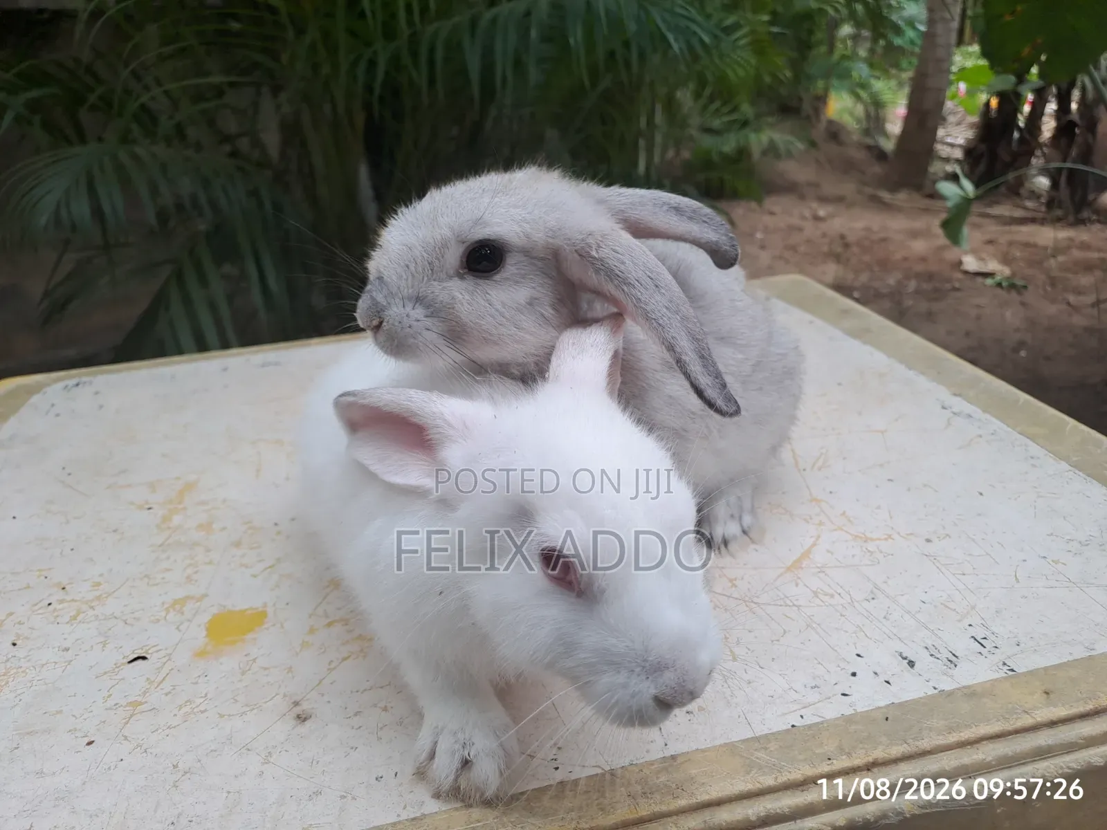 Rabbits for Sale