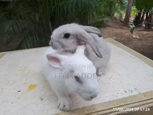 Rabbits for Sale