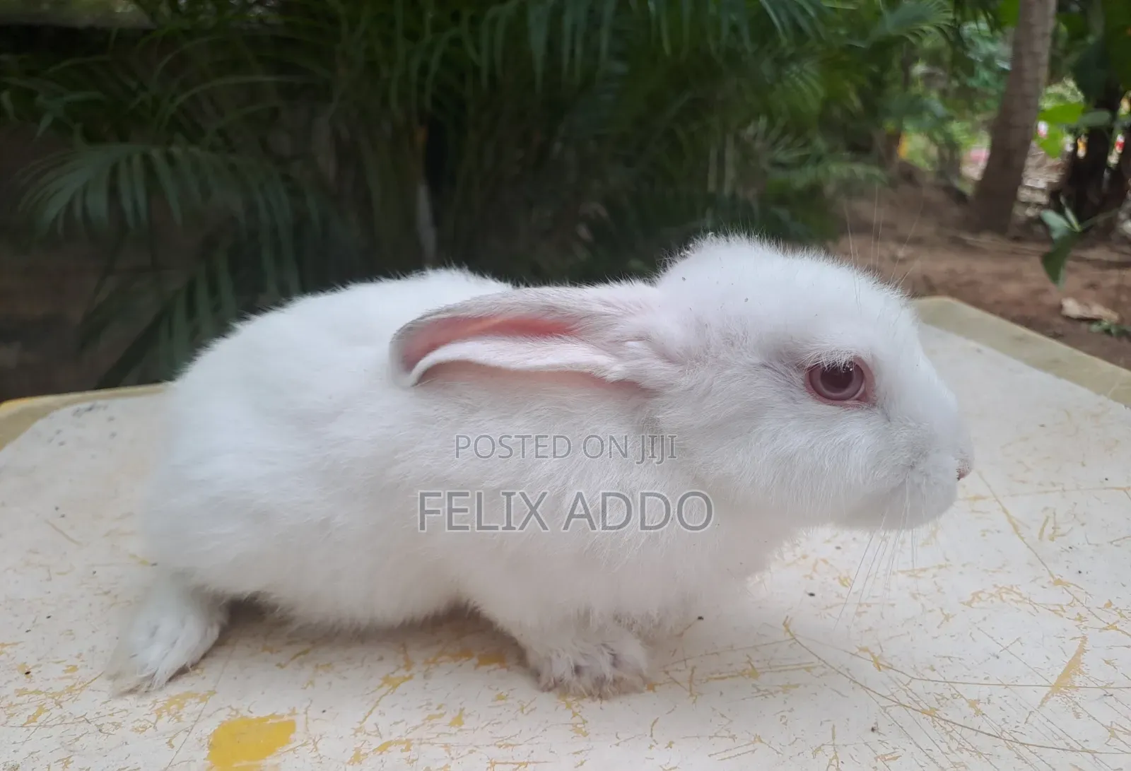 Rabbits for Sale