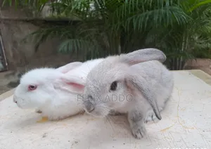 Rabbits for Sale