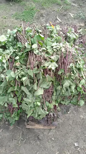All Type of Sweet Potato Vines Available