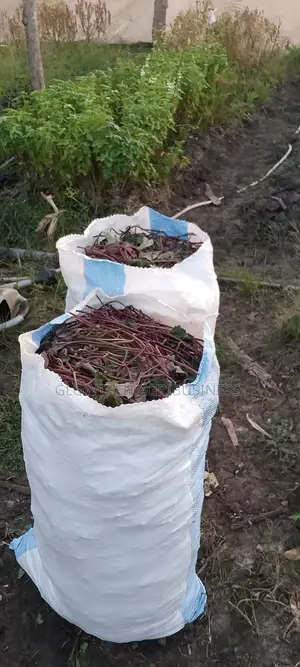 All Type of Sweet Potato Vines Available
