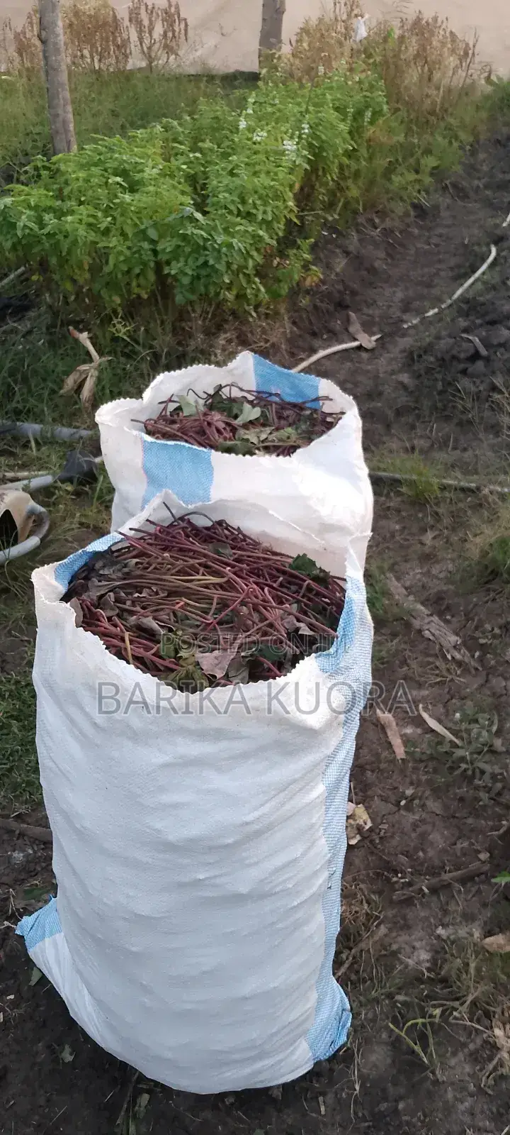 All Type of Sweet Potato Vines Available