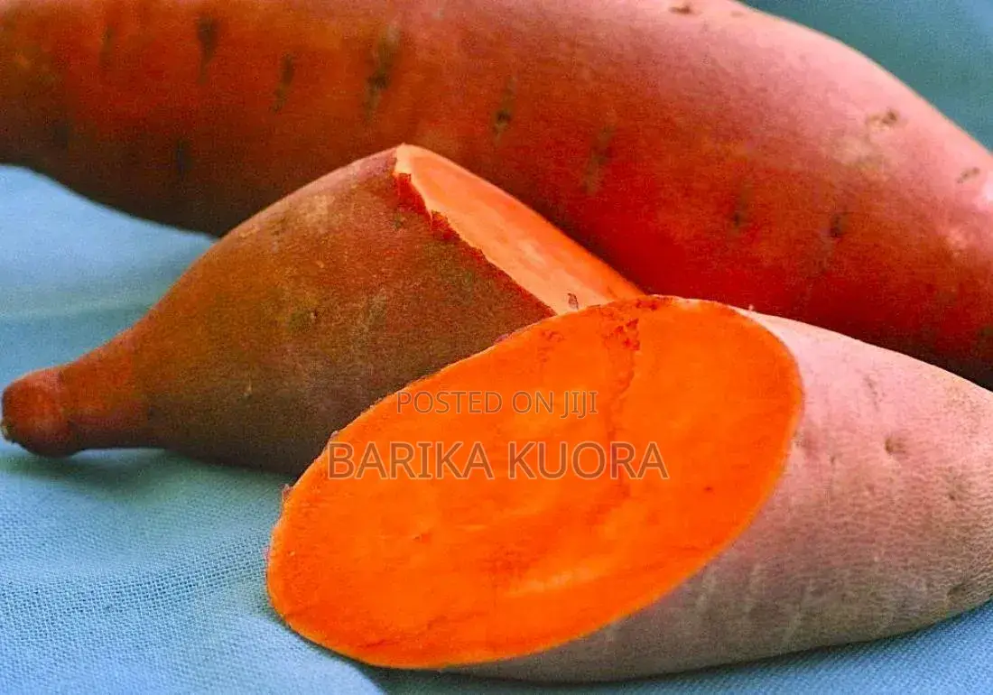 All Type of Sweet Potato Vines Available